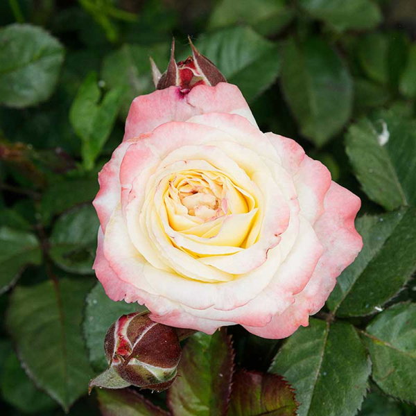 Роза Спрей Дольче Саммерхаус Садовита