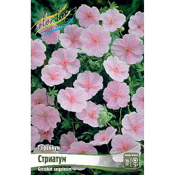 Гераниум Стриатум I 1 шт