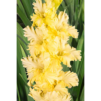 Гладиолус Завтрак У Тиффани 8/10 5 шт, Садовита 