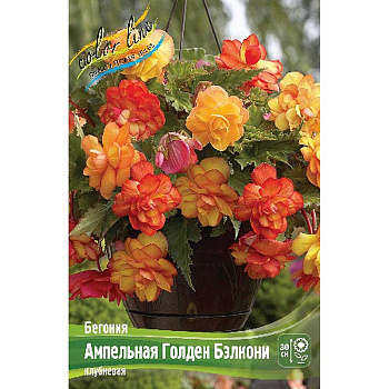 Бегония Ампельная Голден Бэлкони 5/6 50 шт Шоу-бокс 8795