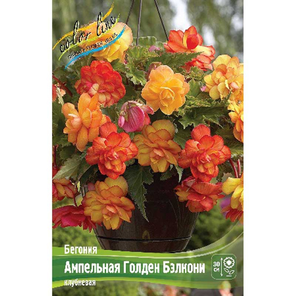 Бегония Ампельная Голден Бэлкони 5/6 50 шт Шоу-бокс 8795