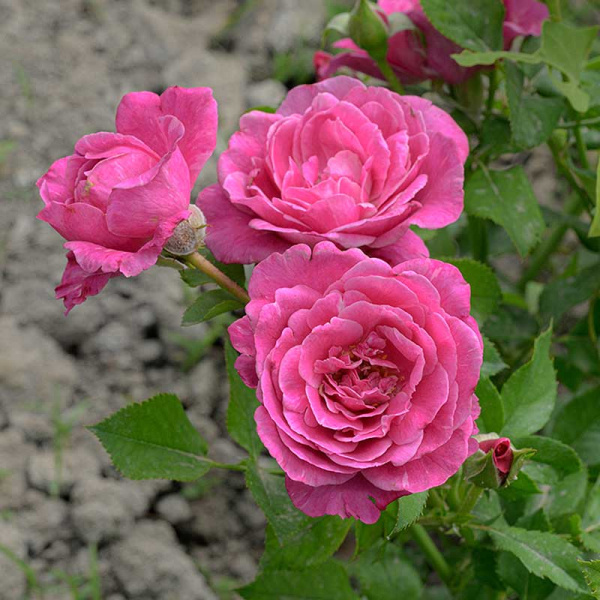 Роза Спрей Пинк Дайменшес Садовита