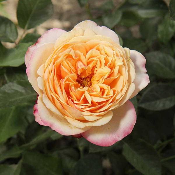 Роза чайно-гибридная Кордес Юбилей Садовита