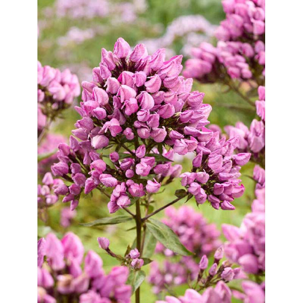 4481 Биг-Пак Флокс Бутоник I 25 шт 