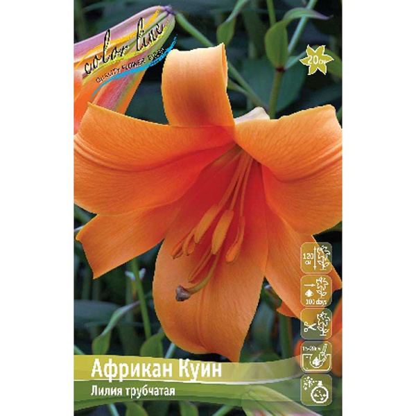Лилия Африкан Куин 16/18 3 шт 