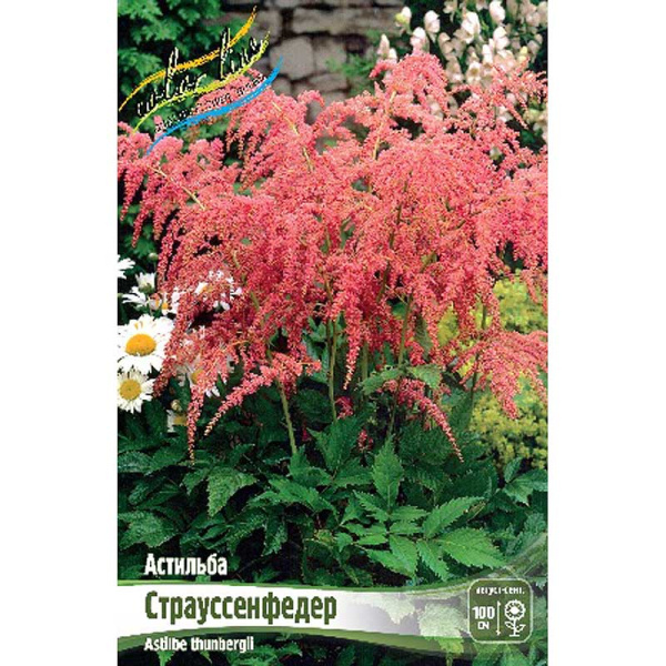 Астильба Страуссенфедер 2/3 n 25 шт Биг-пак 4505 