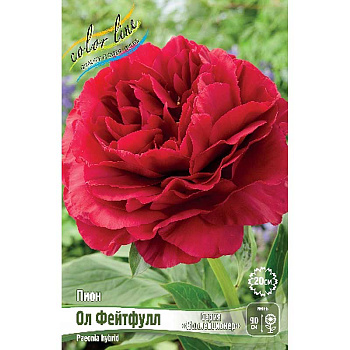 Пион Ол Фейтфулл 3/5 n 1 шт