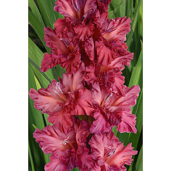 Гладиолус Всё В Шоколаде 8/10 5 шт, Садовита 