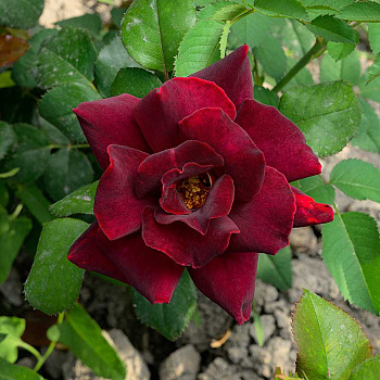 Роза чайно-гибридная Эдди Митчелл Садовита