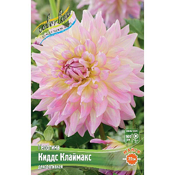 Георгина Киддс Клаймакс I 1 шт 