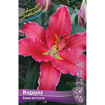 Лилия Индиана 12/14 25 шт Биг-Пак 10386