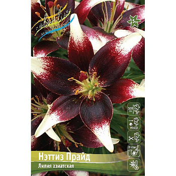 Лилия Нэттиз Прайд 12/14 5 шт 