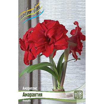 Амариллис Амарантия 22/24 1 шт