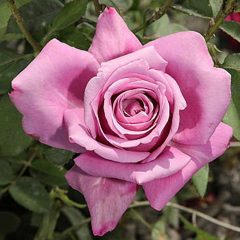 Роза чайно-гибридная Шарль Де Голль Садовита