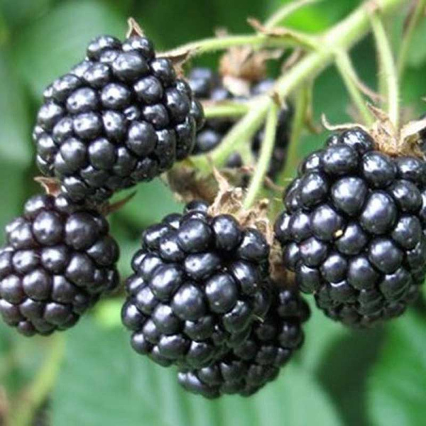 Ежевика Осейж Садовита