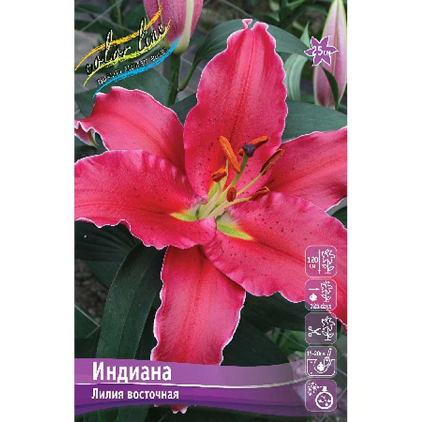Лилия Индиана 12/14 25 шт Биг-Пак 10386