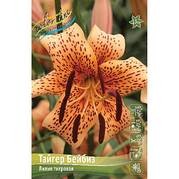 Лилия Тайгер Бейбиз 12/14 5 шт
