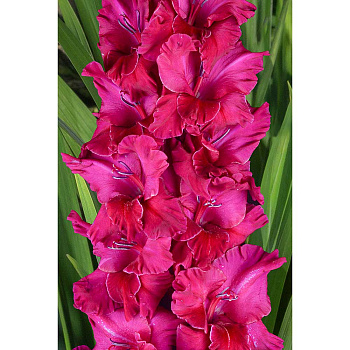 Гладиолус Русь-Орда РС 10/12 15 шт Садовита