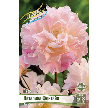 Пион Катарина Фонтайн 3/5 n 15 шт Биг-Пак 4183