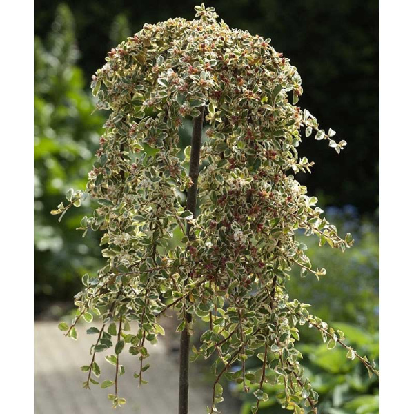 251 Кизильник Гибридный Джульетт C5 штамб 40 ,шт