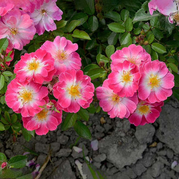 Роза Шраб Гритингс Садовита