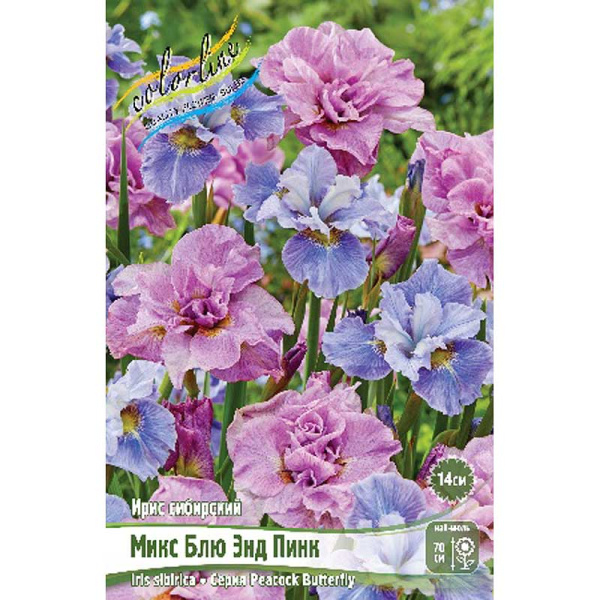 Ирис Сибирский Микс Блю Энд Пинк Пикок Баттерфляй I 25 Биг-пак 6174