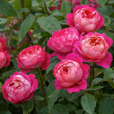 Роза шраб Бенджамин Бриттен (английская) Садовита