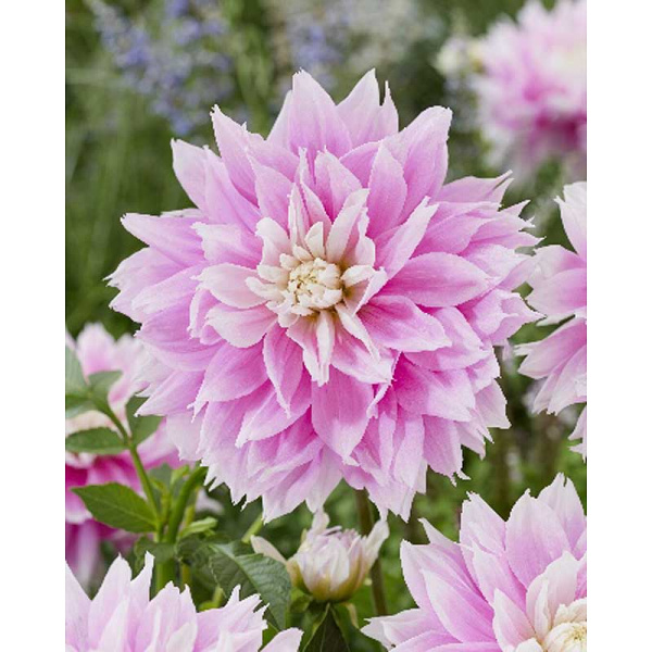 Георгина Эвана I 15 шт Шоу-бокс 13931