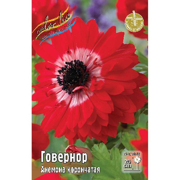 Анемона Говернор 5/6 10 шт