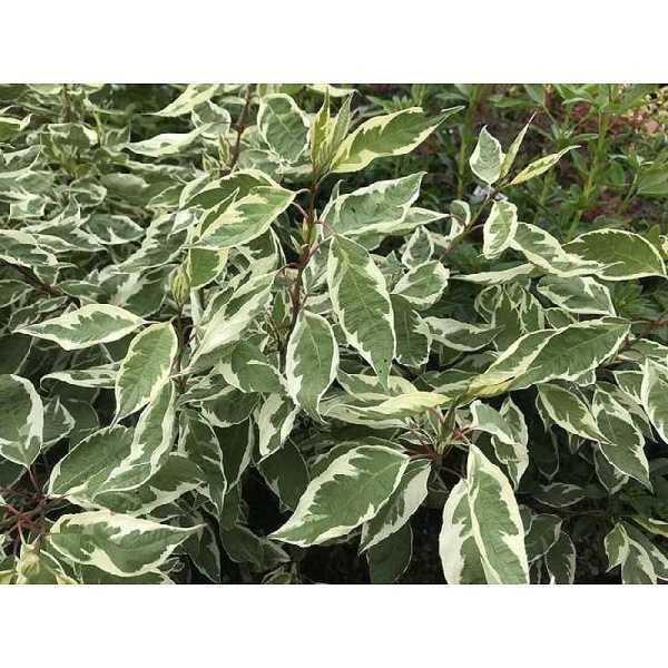 Дёрен Белый Айвори Хало P9