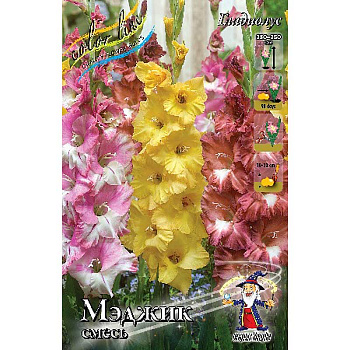 Гладиолус Смесь "Мэджик" 10/12 6 шт