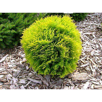 7458 Туя Западная Даника Ауреа C3 25-30cm ,шт