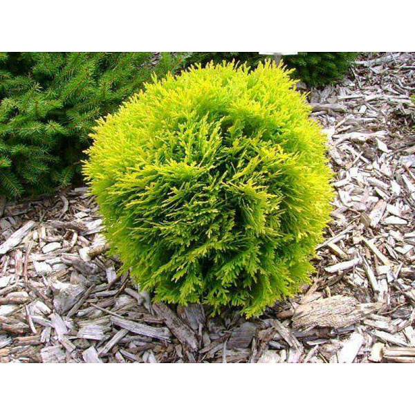 7458 Туя Западная Даника Ауреа C3 25-30cm ,шт