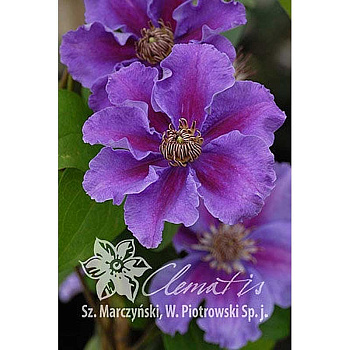 Клематис Ашва C2