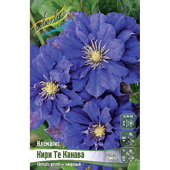 Клематис Кири Те Канава I 25 шт Биг-пак 732