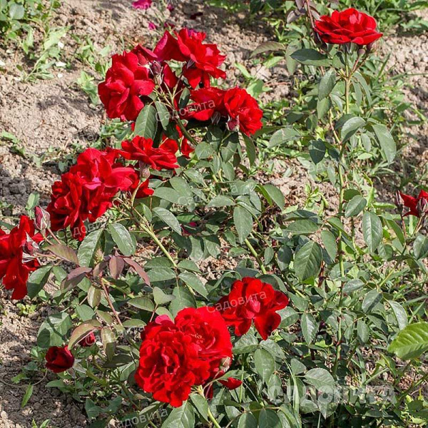Роза плетистая Рэд Рамблер Садовита