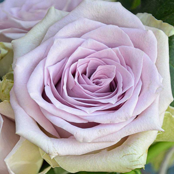 Роза чайно-гибридная Тиара Садовита