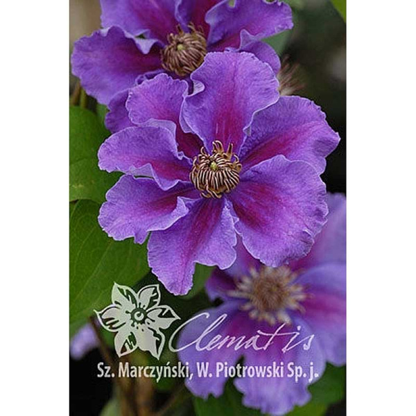 Клематис Ашва C2