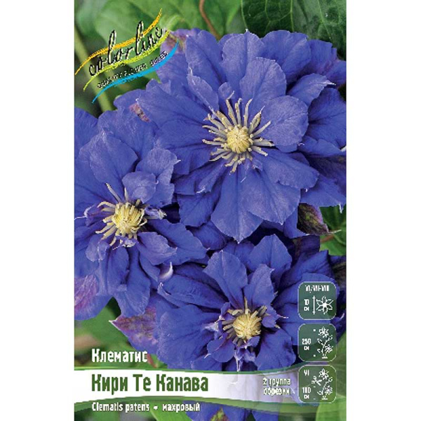 Клематис Кири Те Канава I 25 шт Биг-пак 732