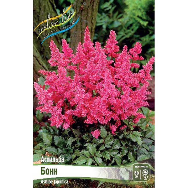 Астильба Бонн 2/3 n 25 шт Биг-пак 2494