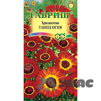 Хризантема Танец огня Гавриш Ц 