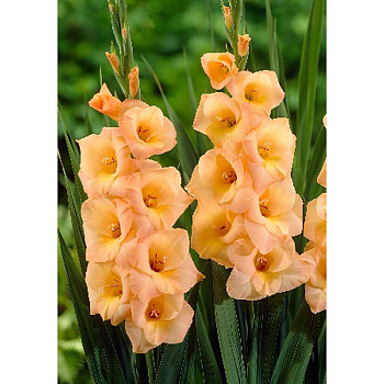 Гладиолус Эста Бонита 10/12 3 Эконом шт 