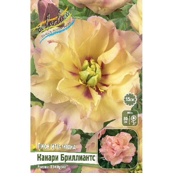 Пион Ито-Гибрид Канари Бриллиантс 2/3 n 10 шт Биг-пак 9826