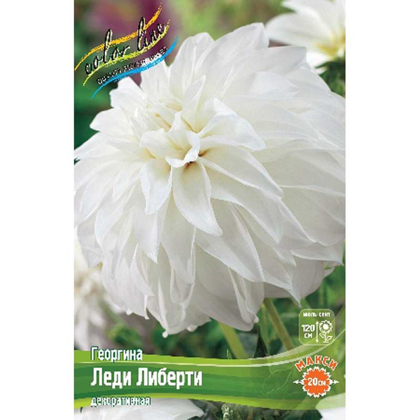 Георгина Леди Либерти I 15 шт Шоу-бокс 8981