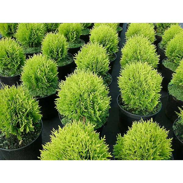 Туя Thuja occidentalis Mirjam Р9 шт Садовита 10356