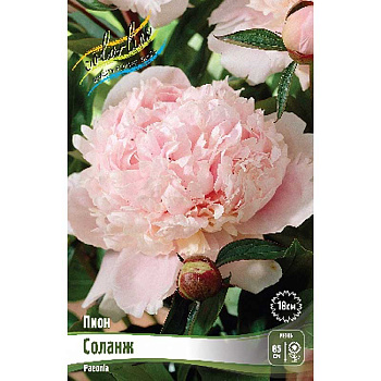 Пион Соланж 3/5 n 1 шт