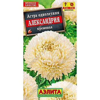 Астра Александрия кремовая Аэлита Ц 
