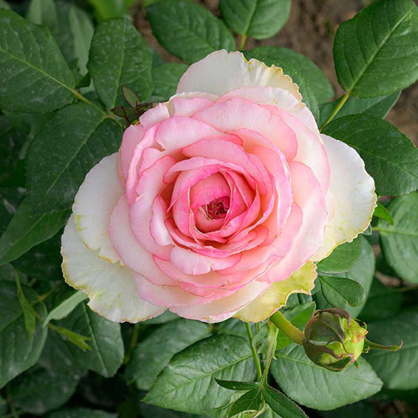 Роза чайно-гибридная Бидермейер гарден Садовита