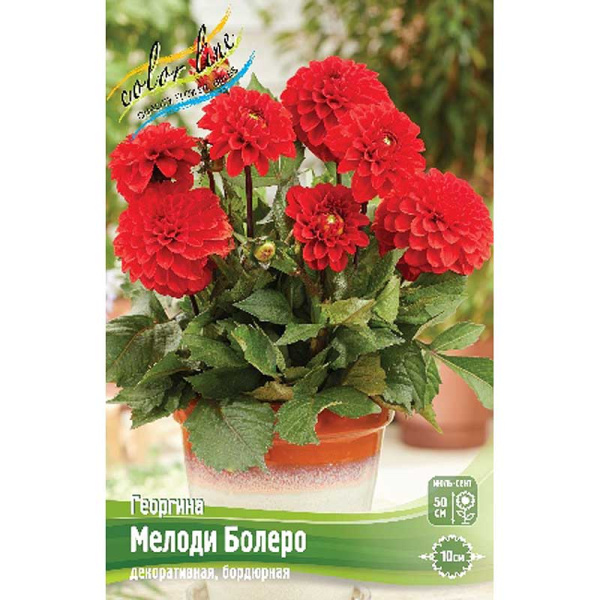 Георгина Мелоди Болеро I 15 шт Шоу-бокс 16106