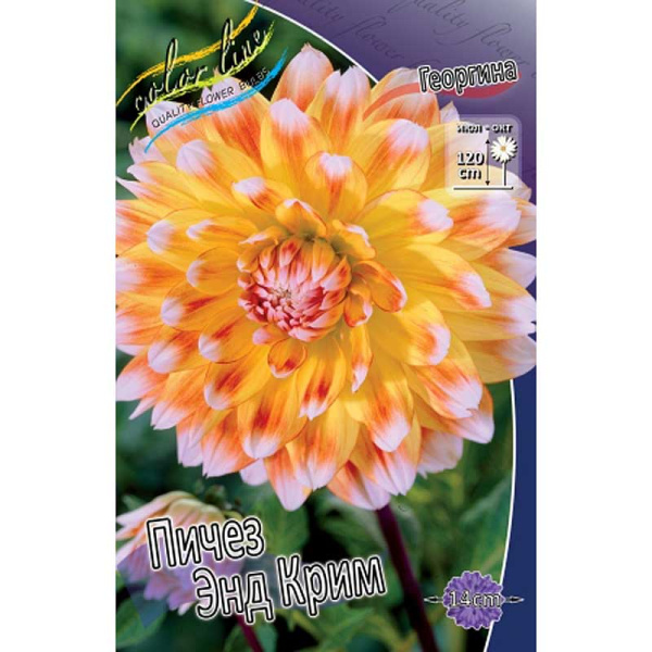 Георгина Пичез Энд Крим I 1 шт